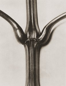 Impatiens glandulifera, 1929 da Karl Blossfeldt